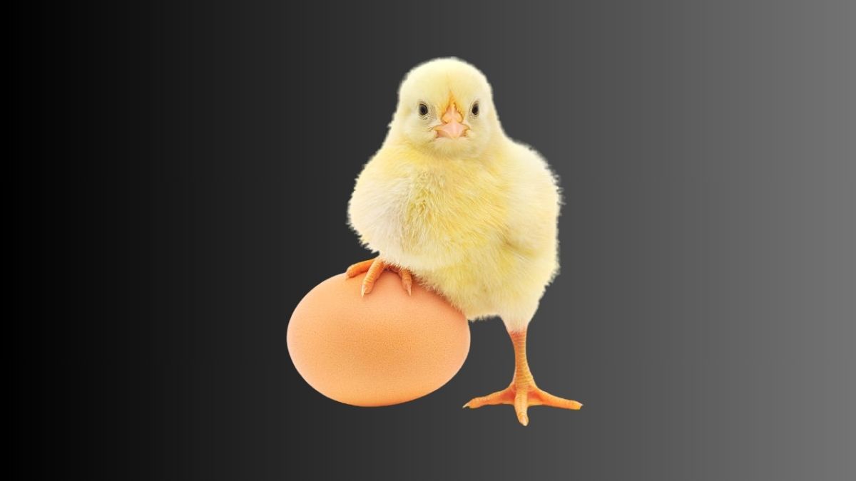  ¿Cuál Fue Primero: el Huevo o la Gallina? Explorando un Enigma Evolutivo