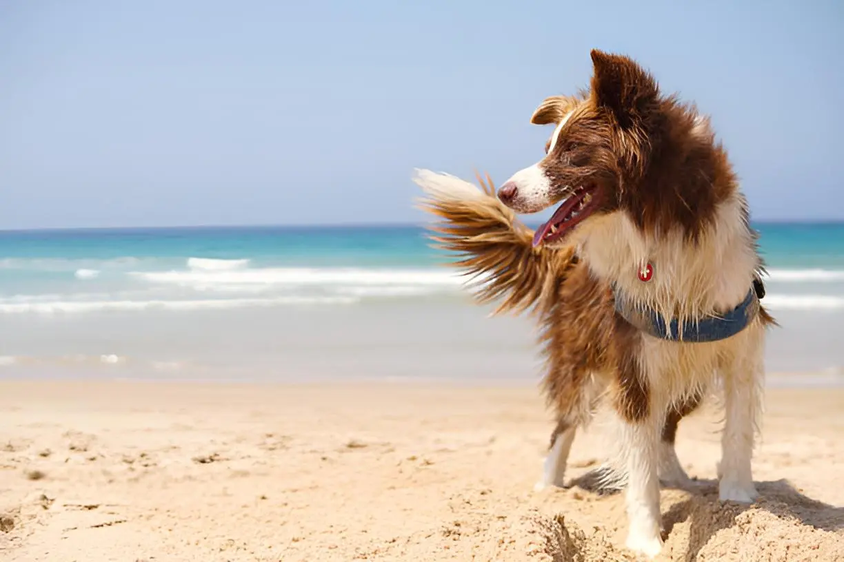Mascotas en la Playa: Consejos para Cuidarlas y Disfrutar Juntos del Mar