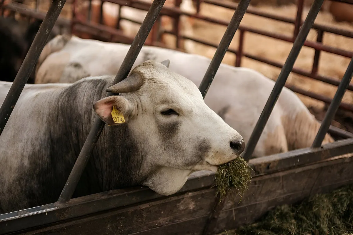 Una persona en Texas ha contraído la gripe aviar luego de tener contacto con animales de granja