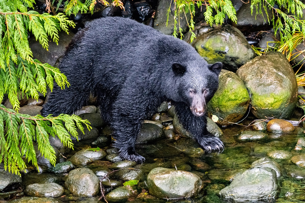 Tres hospitalizados por parásitos en kebabs de oso negro