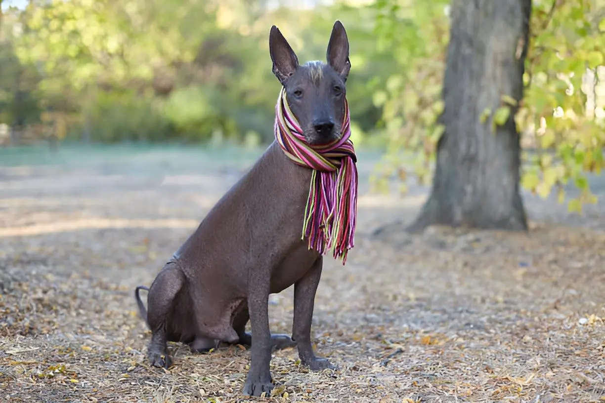 Día del perro mestizo: Honrando la diversidad y el cariño incondicional