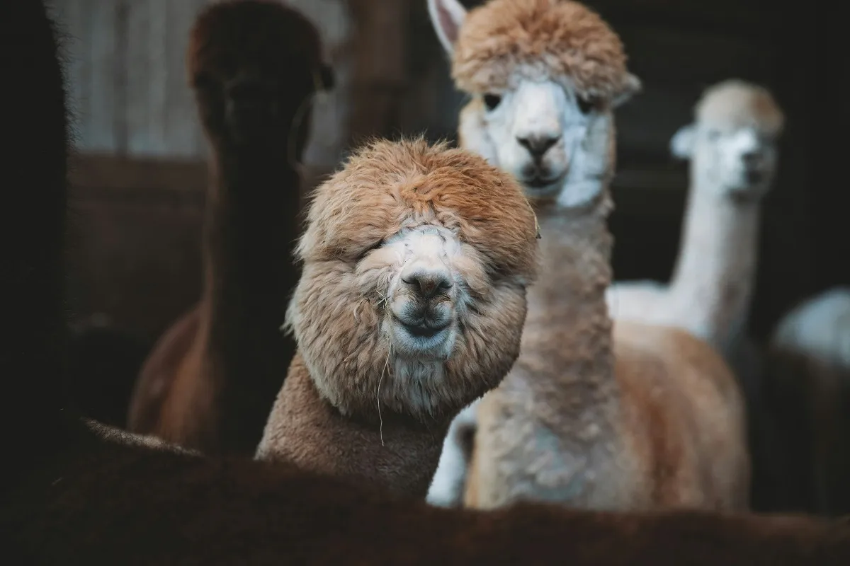 Alpacas positivas por primera vez a gripe aviar H5N1