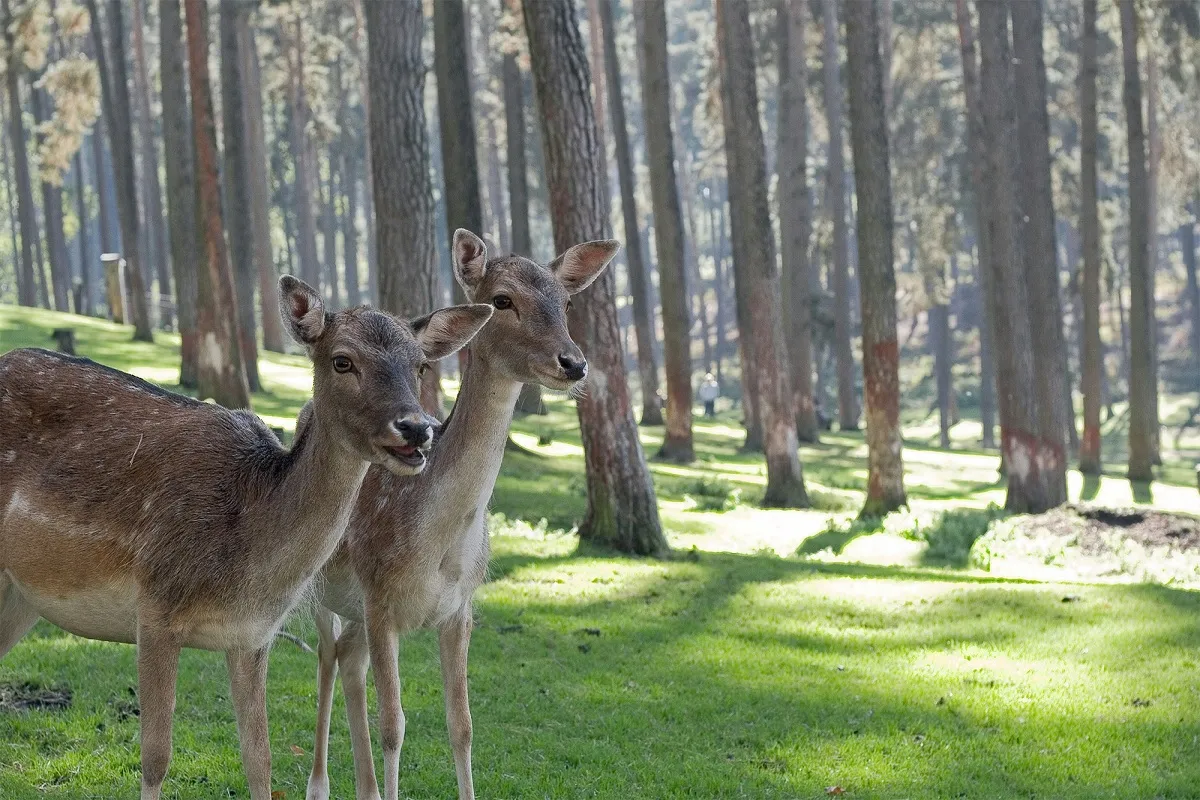 El cambio climático desplaza ciervos hacia el norte, impactando a otros animales