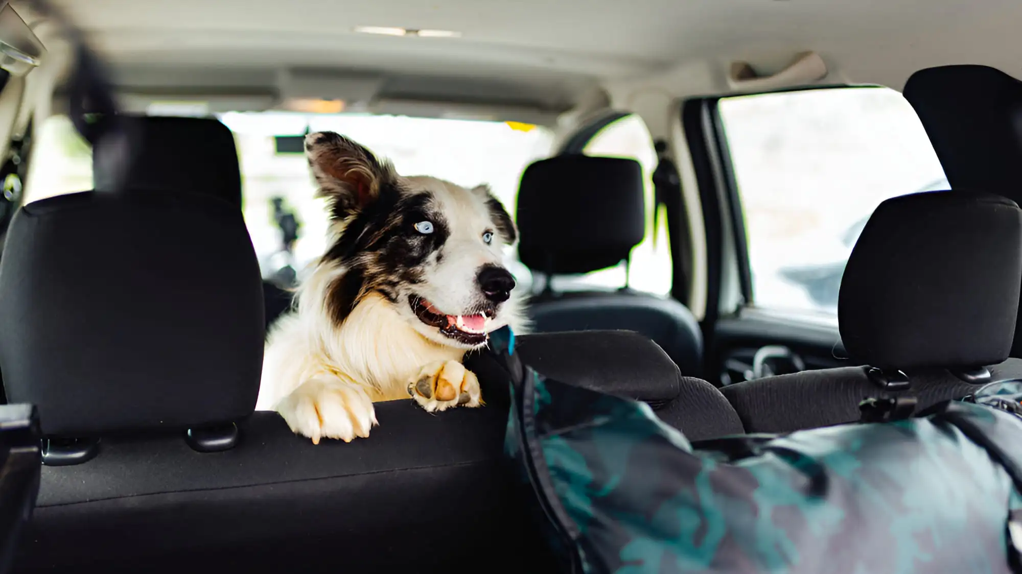 viaje con mascotas