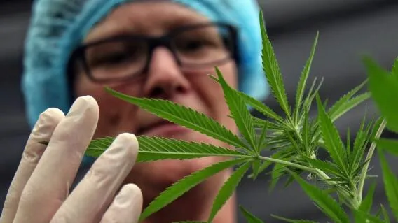 ESTADOS UNIDOS CANNABIS convertido de jpeg