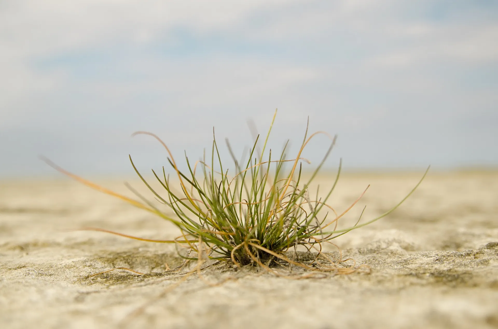 PLANTAS SE ADAPTAN convertido de jpg