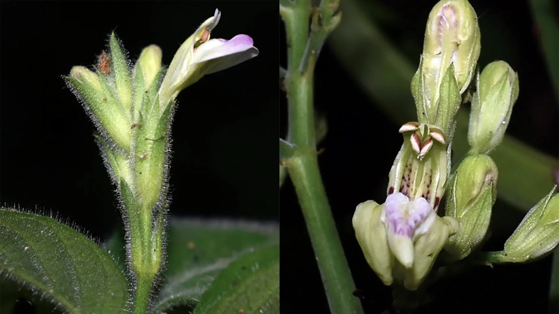 planta aparece despues de un siglo extinta