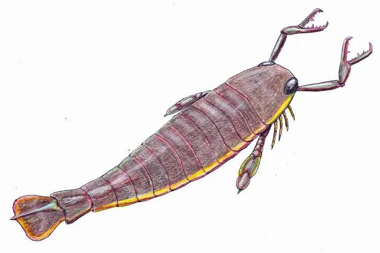 encuentra escorpion marino