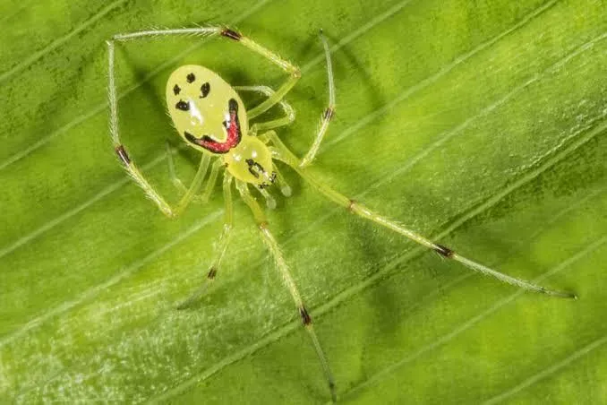 misteriosa araña con rostro feliz