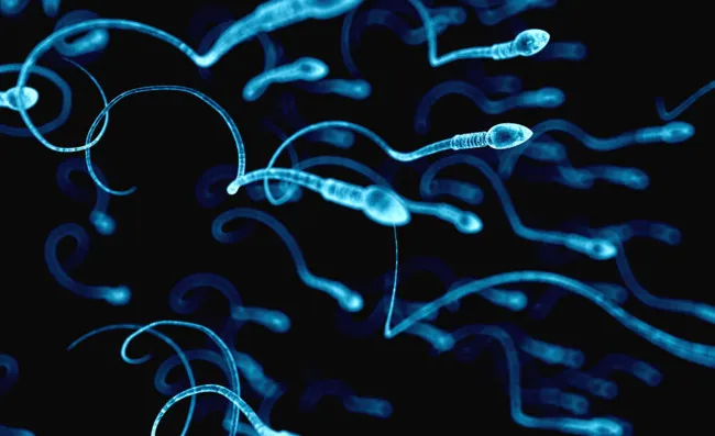 crean espermatozoides humanoos en laboratorio
