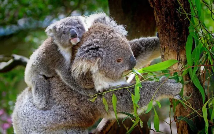 Congelan esperma y óvulos de koalas por primera vez para evitar su extinción