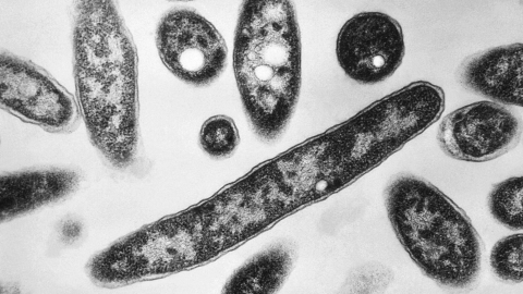 Una tercera persona fallece en medio del brote de legionelosis en la ciudad de Nueva York