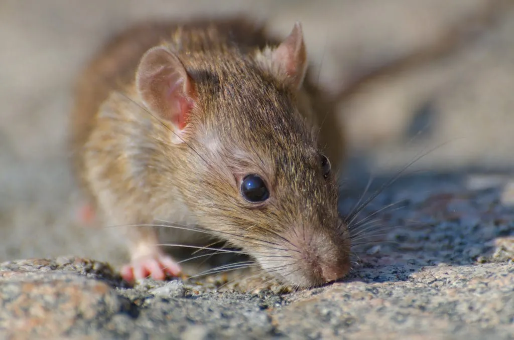 Alerta sanitaria por hantavirus en Chile