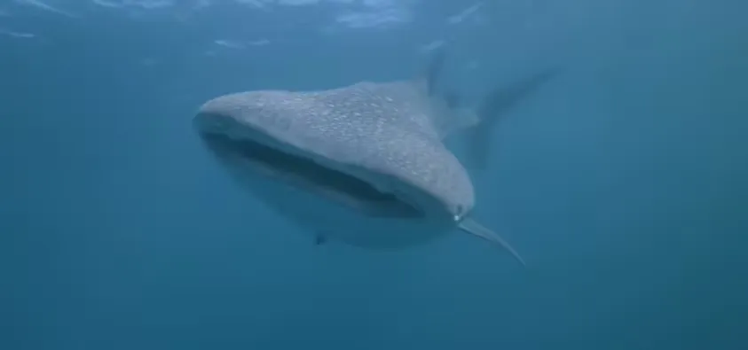 Científicos revelan la vida secreta del tiburón ballena gracias a cámaras instaladas en su cuerpo