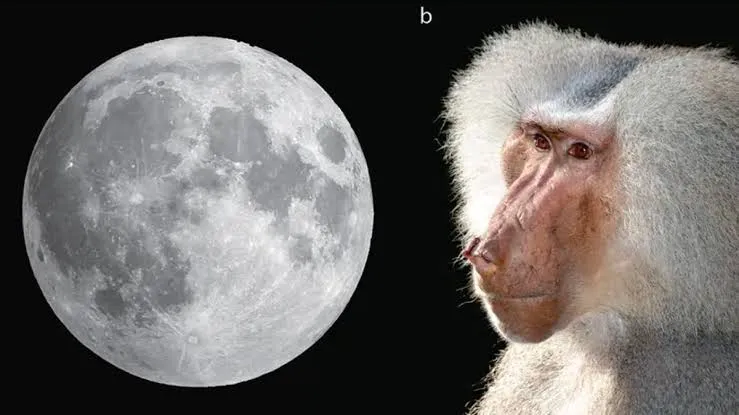 El misterio del babuino lunar científicos revelan un inesperado papel de este animal en el antiguo Egipto