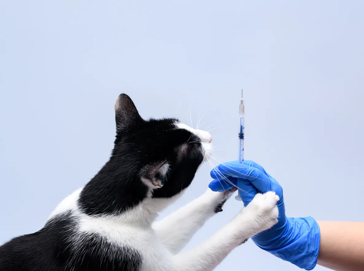 Veterinarios recomiendan actualizar los calendarios de vacunación de perros y gatos