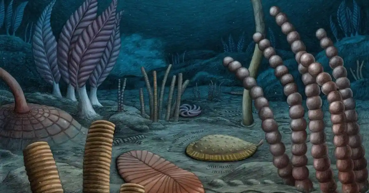 Hallan fósiles de hace 567 millones de años que podrían cambiar lo que sabemos sobre el origen de los primeros animales 1