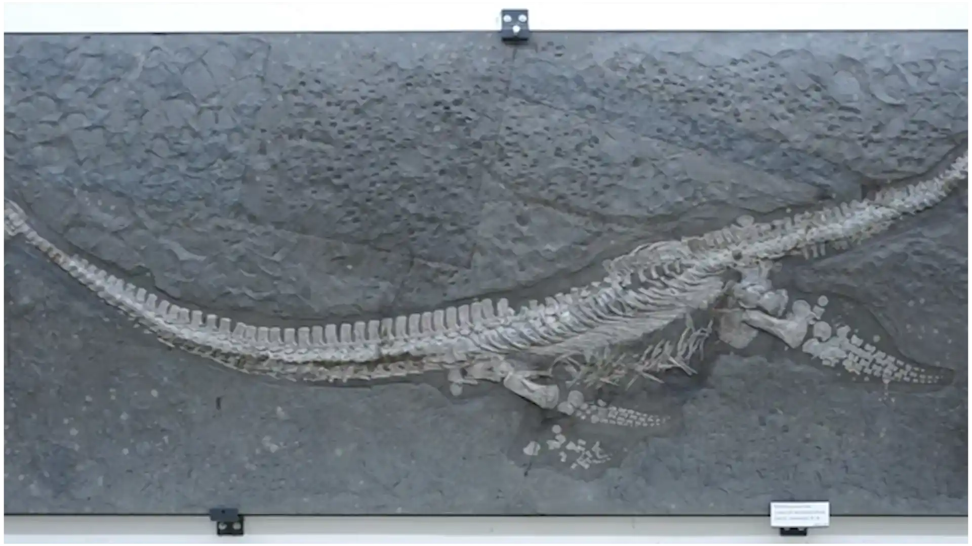 Un fósil olvidado durante casi 100 años resulta ser una especie desconocida de la Edad de Hielo