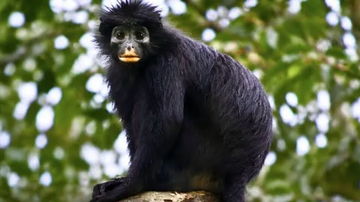 Descubren una nueva especie de mono en el Congo tras más de 10 años siguiendo su misteriosa existencia