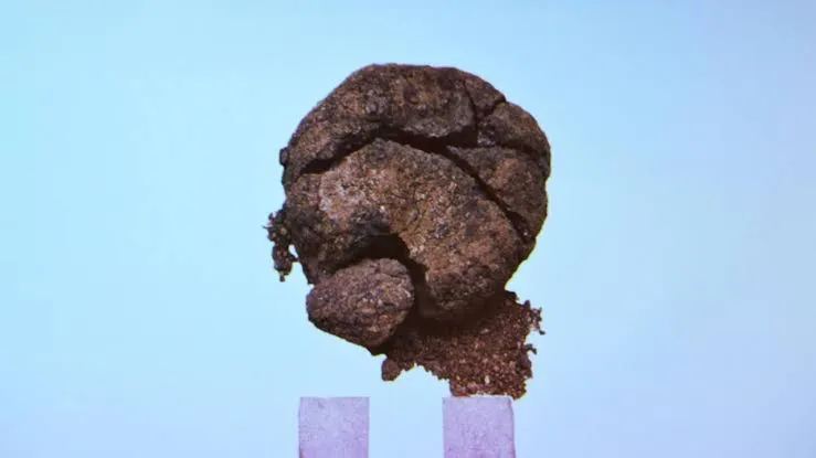 Hallan en Turquía un pan de hace 8.600 años sorprendentemente conservado