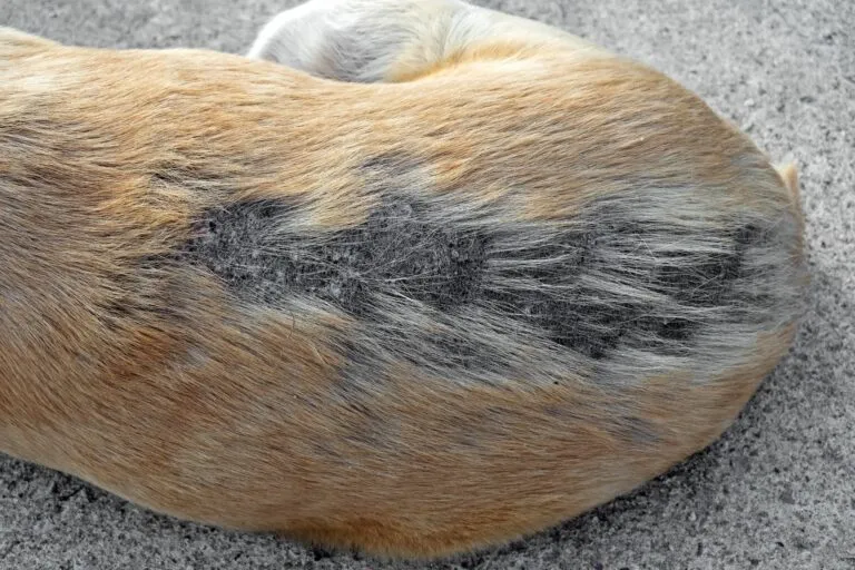 Alergias de piel están entre las enfermedades más frecuentes de perros y gatos