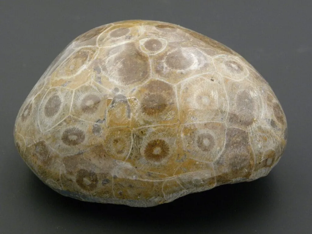 Una piedra adorada durante generaciones resulta ser un fósil de coral de hace 65 millones de años
