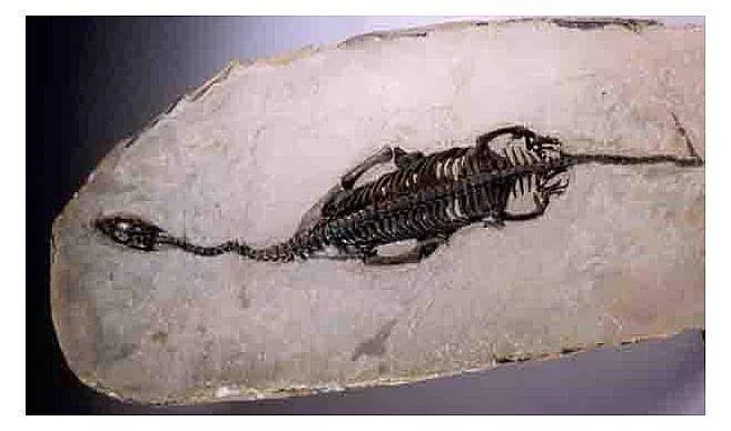 Un fósil de hace 236 millones de años podría cambiar la historia del embarazo y el nacimiento en los mamíferos
