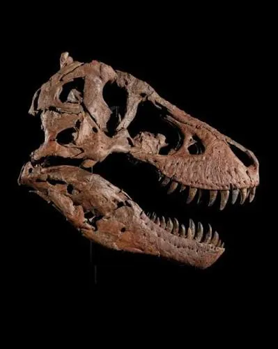 Big Al vuelve a casa 35 años después el famoso dinosaurio tenía 19 lesiones y sobrevivió a heridas brutales