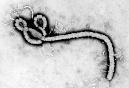 Brote de ébola causado por una nueva transmisión animal