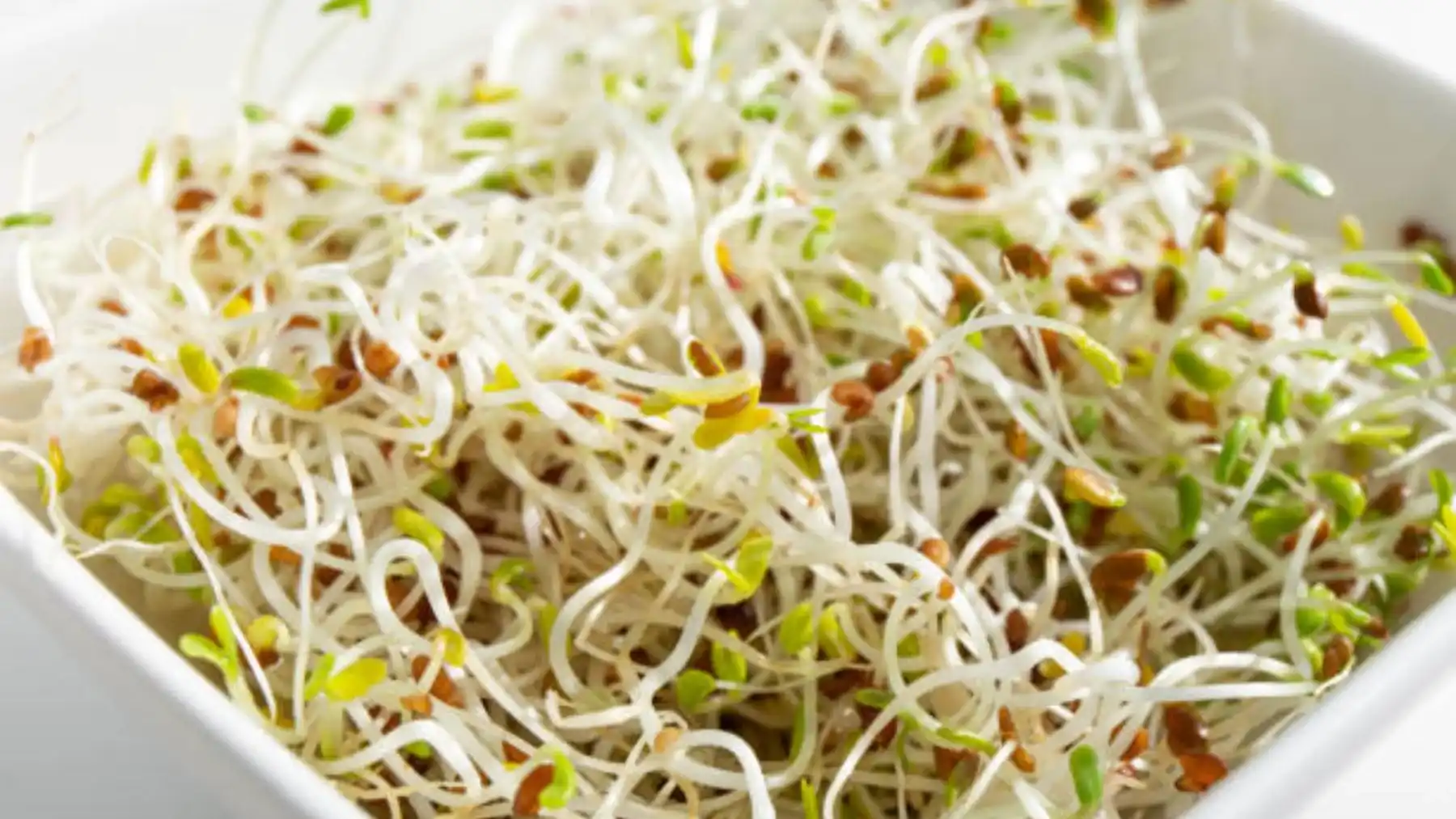 Brotes de alfalfa vinculados a enfermedades reportadas causadas por 2 bacterias diferentes