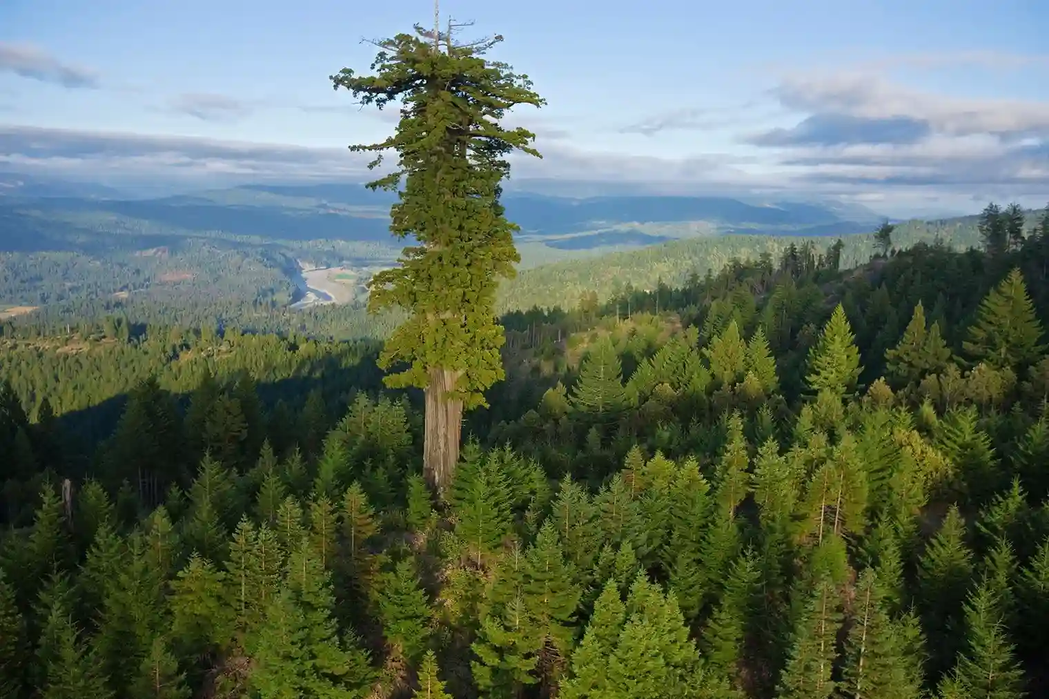 Descubren en Taiwán un mundo perdido de árboles gigantes uno alcanza 84 metros y estuvo oculto entre las montañas