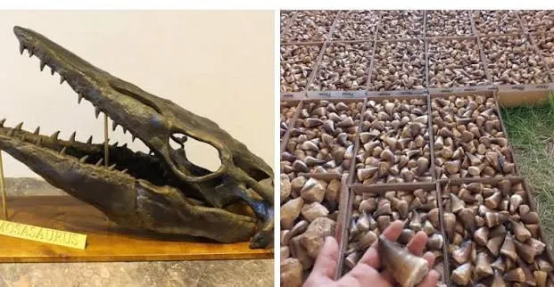 Descubren un cementerio de tiburones bajo el desierto de Egipto allí existía un enorme mar cuando vivían los dinosaurios