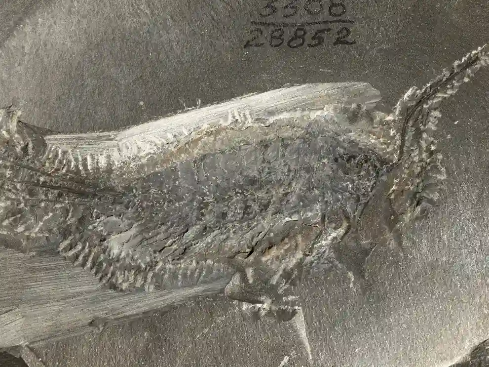Un fósil de hace 324 millones de años revela cómo los primeros insectos pasaron del agua a conquistar la tierra