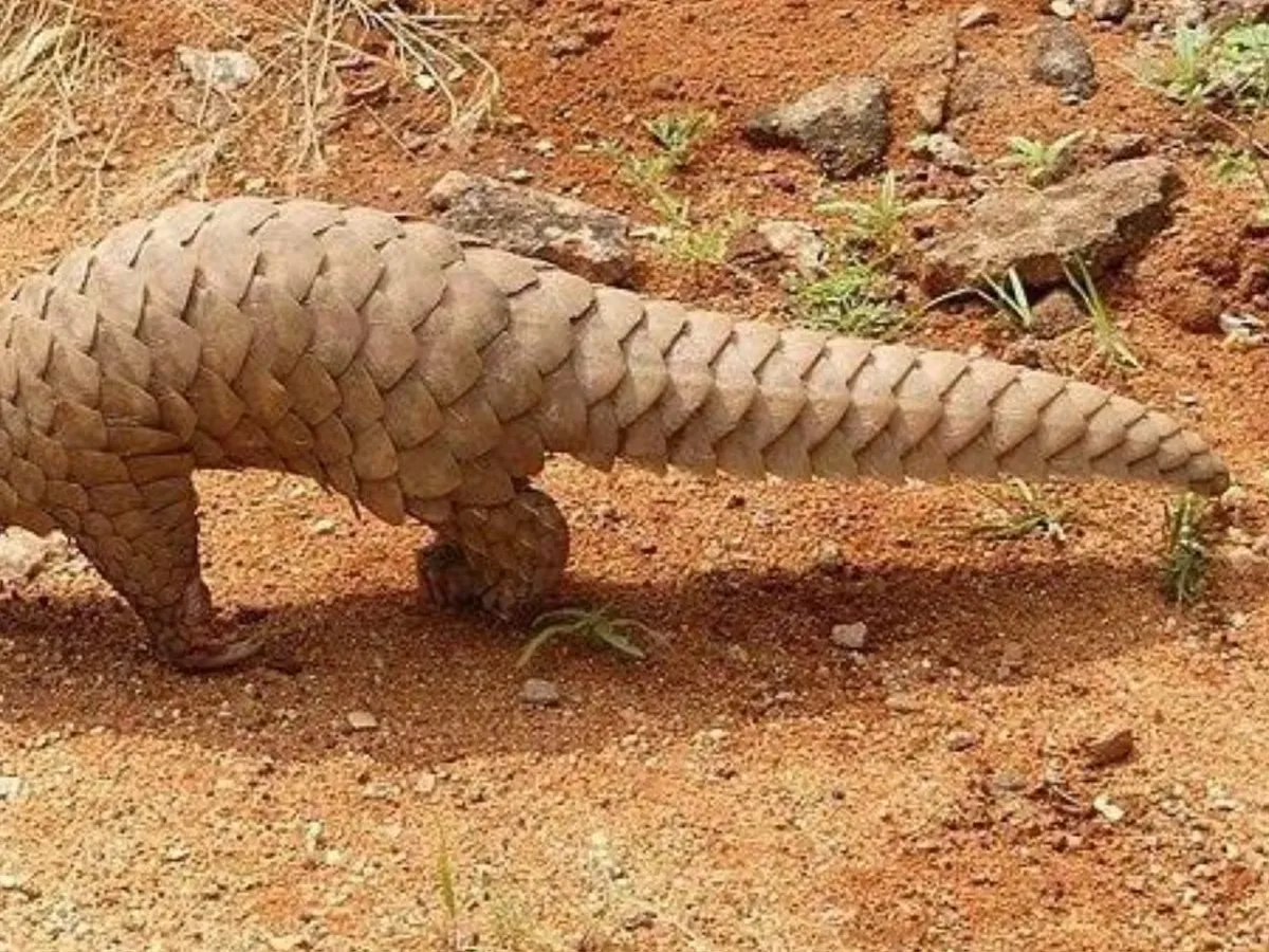 ADN de hace 190 años revela una especie de pangolín que llevaba casi dos siglos escondida a plena vista