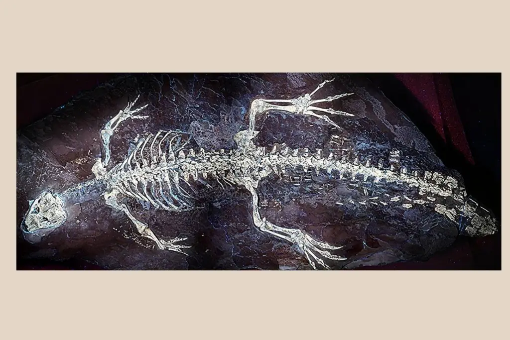 Luz ultravioleta revela la piel de un extraño cocodrilo de hace 125 millones de años y hasta posibles patrones de color