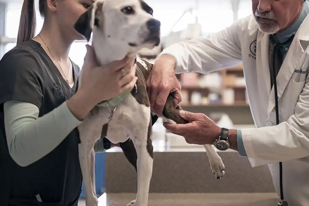 Nuevo estudio investiga una rara alteración ósea en perros tratados con Librela 1