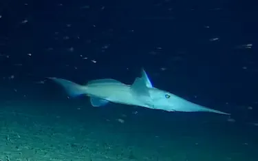 Descubren un nuevo tiburón fantasma en las profundidades de Costa Rica