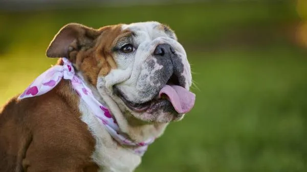 Una inyección experimental podría ayudar a respirar mejor a bulldogs y otros perros de hocico corto