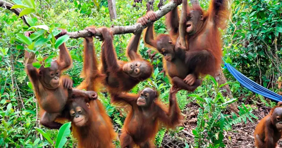 Cinco orangutanes aparecen abandonados en un bosque de India y nadie sabe todavía cómo llegaron hasta allí