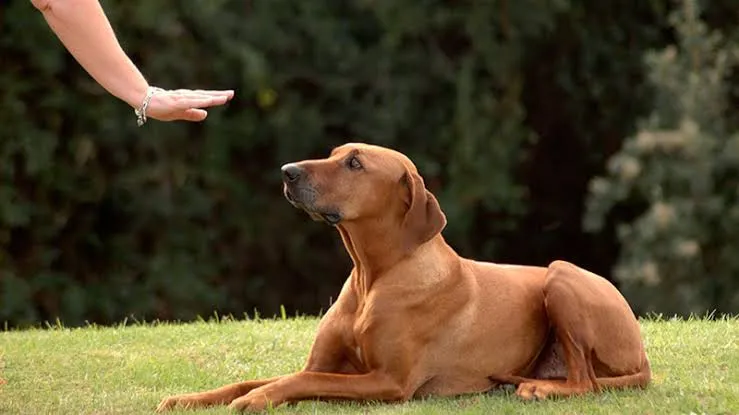 Perros de asistencia no solo obedecen órdenes