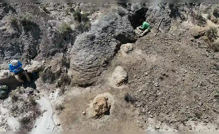 Un profesor encuentra las primeras huellas consecutivas conocidas de un T. rex adulto revelan que caminaba y no corría