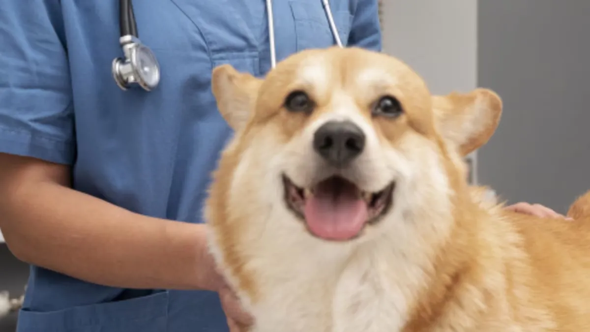 Mascotas ya influyen hasta en la jubilación 42 retrasaría su retiro para pagar atención veterinaria premium
