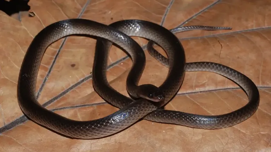 Científicos bautizan una nueva serpiente en honor a Slash guitarrista de Guns N Roses convertido de png