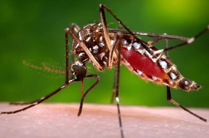 Florida confirma una muerte por dengue mientras el estado lucha contra un brote reciente