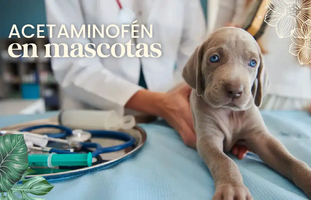 Acetaminofén entra por primera vez entre los 10 venenos más reportados en perros y gatos 1