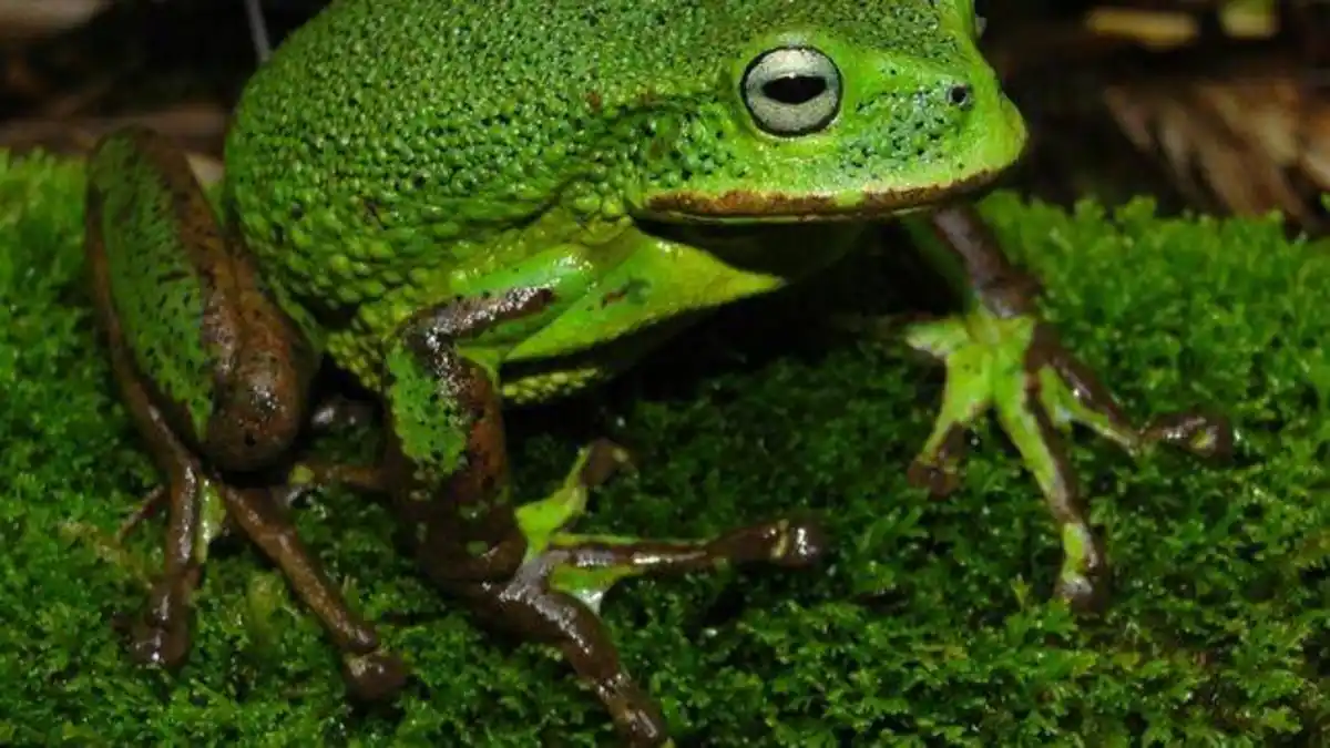 Descubren en la Amazonía una rana desconocida para la ciencia y su canto ayudó a revelar que era una nueva especie 1