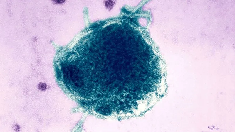 Por qué los CDC excluyen las muertes por sarampión en Pensilvania a pesar de que el brote parece estar acelerándose