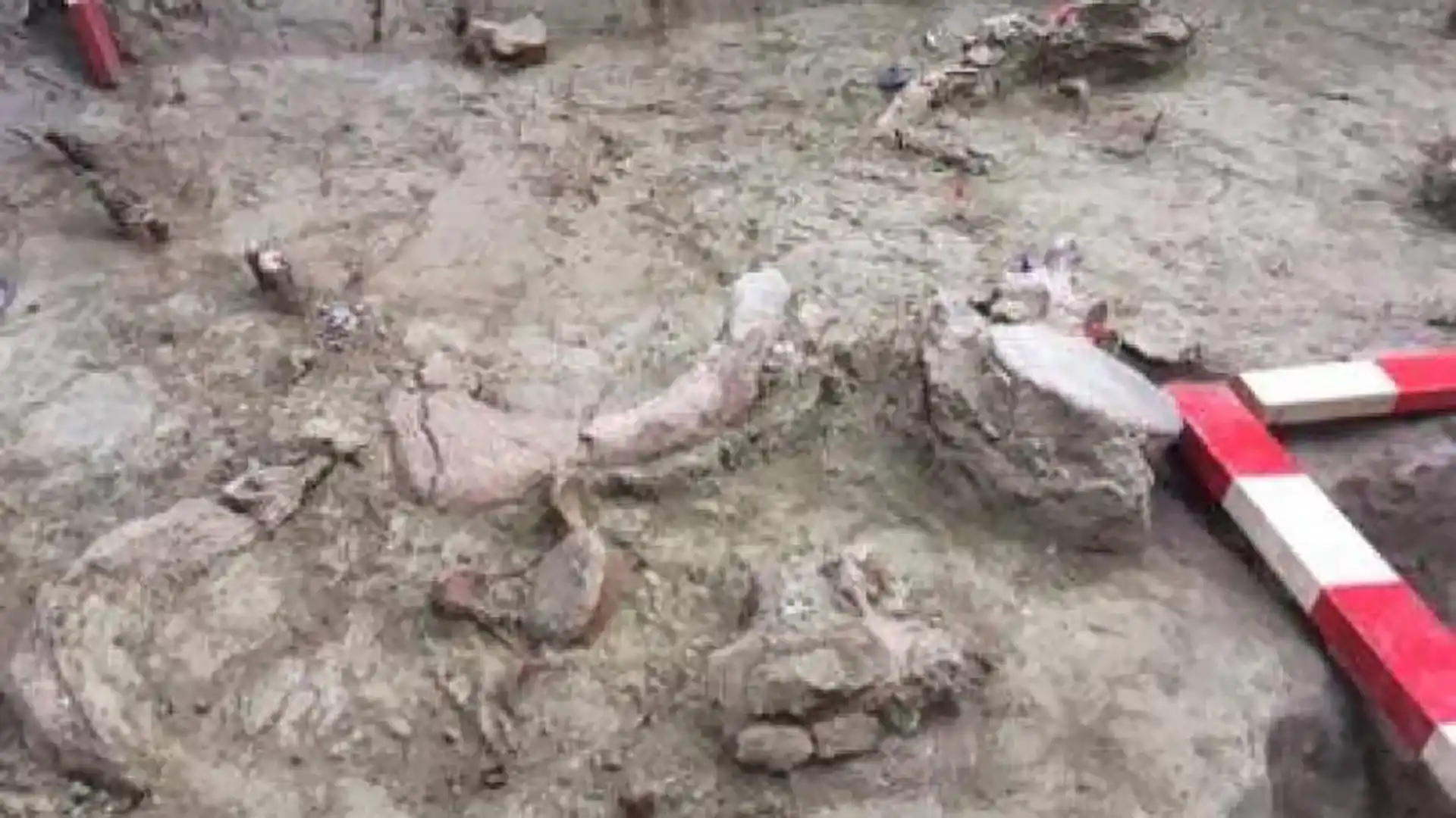 Encuentran en Chile huesos de enormes parientes de los elefantes con marcas de corte hechas por humanos hace 13.000 años