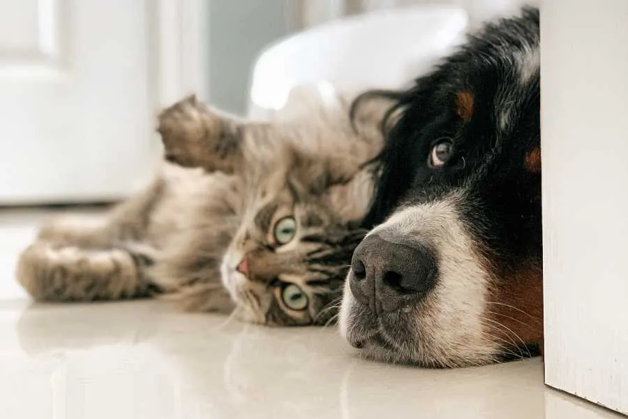 Más del 95 de perros y gatos sigue sin seguro los problemas digestivos lideran las reclamaciones convertido de jpg