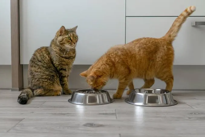 Comida para perros y gatos fabricada con microorganismos Un estudio revela que incluso la prefirieron